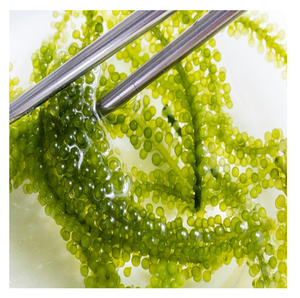 Cỏ Biển Hữu Cơ-Cỏ Biển Khô Từ Việt Nam Với Các Bữa Ăn Giàu Dinh Dưỡng Cho Lứa Tuổi 99 Dữ Liệu Vàng - Product Image 2