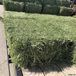 Best Verkopende Alfalfa Hooi/Alfalfa Hooi Voor Diervoeding/Luzern Hooi