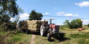 Déchets agricoles bon marché de paille de riz de haute qualité du Vietnam pour l'alimentation animale - Product Image 4