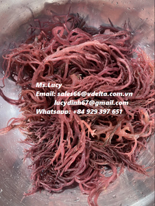 มอสทะเลคุณภาพดีที่สุดจากเวียดนาม/มิสลิลลี่ + 84 906927736 - Product Image 2