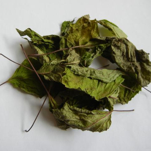 VENTA CALIENTE VERDE SHISO PERILLA ALTA CALIDAD Y MEJOR PRECIO - Product Image 1