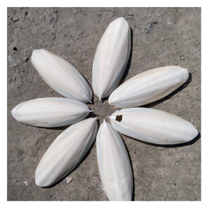 Os de seiche blanc naturel de haute qualité, minéraux pour les oiseaux et les reptiles, adapté à la médecine traditionnelle - Product Image 2