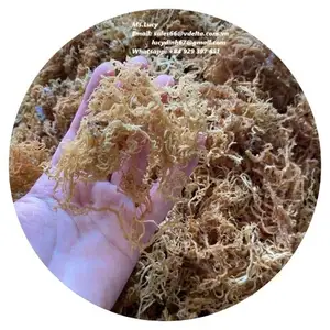 GUTER PREIS GOLD SEA MOSS/JAMAIKA NISCHES MEERES MOSS/ EUCHEUMA BAUMWOLLE MIT HOHER QUALITÄT VON VIET NAM Frau Lily 84 906927736