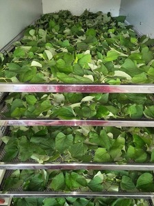 HOUTTUYNIA CORDATE FISH MINT POWDER Extracto de hierbas de grado alimenticio Parte de la hoja Usado Bolsa envasada al vacío Botella Puede Opciones de tambor - Product Image 6