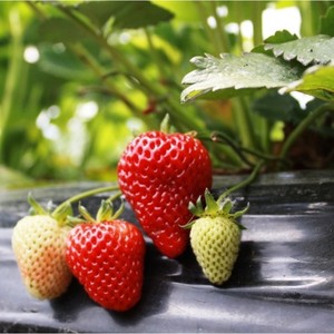 Aceite Esencial de Fresa 100% Puro Prensado en Frío AARNAV GLOBAL EXPORTS Canadá, Aceite Portador para el Cuidado de la Piel con Certificación GMP - Product Image 3