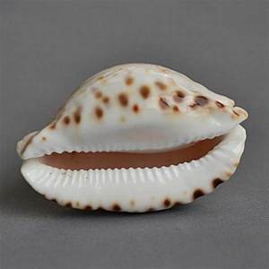Conchas Marinas Naturales de Vietnam - Conchas de Cauri Moneda 99GD - Product Image 3
