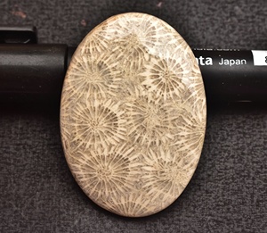 Fósil Coral cabujón AAA +, Gema de Coral fósil para joyería, todos los tipos, formas mezcladas para diseño de joyería, precio al por mayor, fósil - Product Image 1