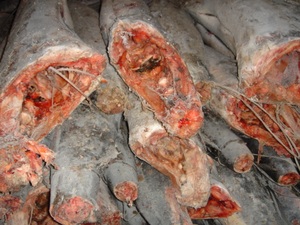 El arroz es muy bonito, El itaminas se encuentra en el eawood, Rozen tripe Arlin - Product Image 3