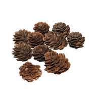 Pinecone alami dalam Grosir harga Pinecone dekorasi Natal untuk kamar dan pesta dekorasi