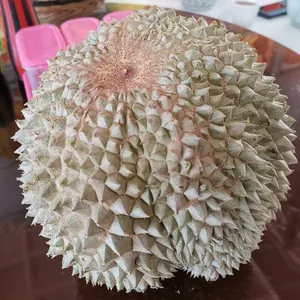 Saf malezya taze siyah diken Durian