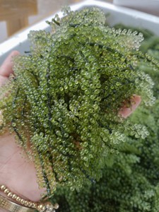 องุ่นทะเลแห้ง/คาเวียร์สีเขียว/ผู้จัดจำหน่ายจากเวียดนาม-Katie + 84352310575 - Product Image 4