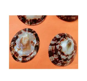 Limpets 컬렉션 바다 조개 장식/천연 셀라나 조개/천연 폭스 헤드 자이언트 조개-정품 쉘 sandy99gdgmail