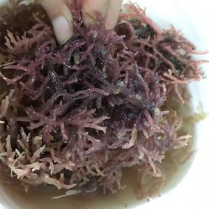 ราคาสุดคุ้มสำหรับมอสทะเลแห้ง/มอสไอริช จากซัพพลายเออร์เวียดนาม // วิกกี้ + 84 90 393 1029 - Product Image 2