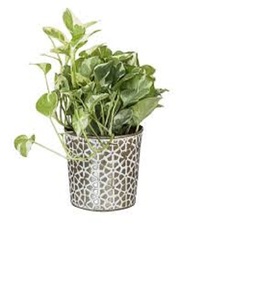 Maceta de Metal para plantas de interior y flores, para sala de estar, decoración del hogar, terraza, balcón y jardinería - Product Image 1