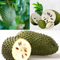 FRUITS DE COROSSOL FRAÎCHES À PRIX TRÈS COMPÉTITIF - AXEL + 84 38 776 0892