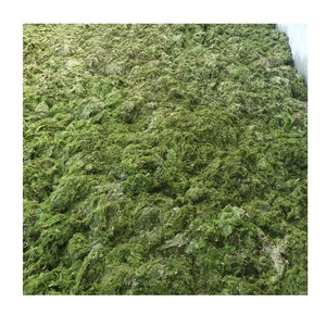 Poudre d'algues vertes pures ULVA LACTUCA pour l'alimentation animale, certifiée HACCP et ISO, emballée en sac - Product Image 1