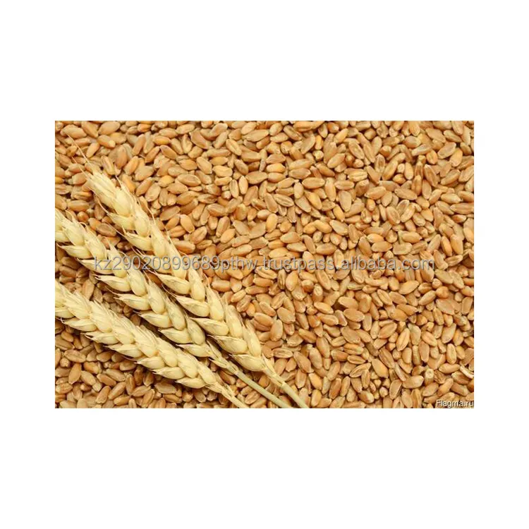 Wheat soft grains of soft varieties relatively little protein and less gluten wholesale price wheat grain