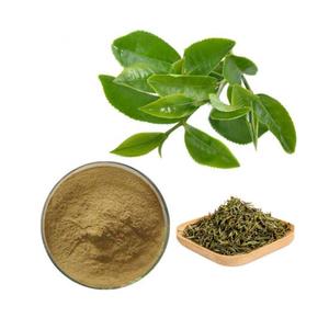 Productos químicos no tóxicos para el mejor precio, polvo natural de camellia sinensis - Product Image 4