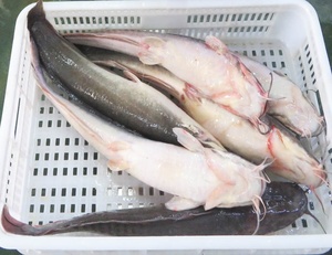 ปลาดุกแช่แข็งจากคองโก ขนาด 500-1000 กรัม 1000-2000 กรัม ปลาดุกหรือปลาหัวกระทิงเลี้ยงในฟาร์ม ราคาแข่งขัน - Product Image 4