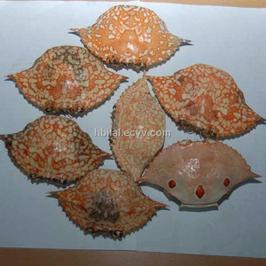 คุณภาพสูงปู SHELL/แห้งปูเปลือกราคาถูกจากเวียดนาม - Product Image 2