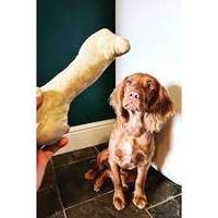 Bâtonnets à mâcher pour chien, en bois d'arbre à café, de Java, 84977157110, vente en gros