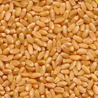 Natural Organic First Grade Animal Feed, Wheat Seeds