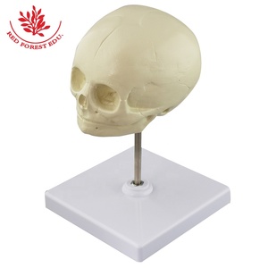 Modelo de Cráneo Fetal, Huesos de Recién Nacido de Alta Calidad, Cráneo de Bebé para Prácticas Clínicas de Ciencias Médicas, Modelo de Cráneo Humano - Product Image 2