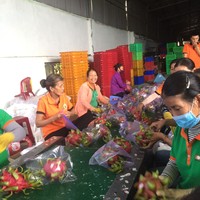 Buah Naga/Pitaya Vietnam Segar Harga Murah Daging Putih Rasa Manis Alami