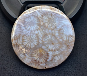 ฟอสซิลอัญมณีปะการัง Cabochon ขายส่งฟอสซิลหินอัญมณีหลวมสำหรับเครื่องประดับ - Product Image 3