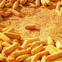 Wholesale Supplier Yellow Corn & Red Corn/Maize for Human & Animal Feed