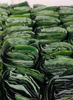 Daun Pisang Segar Alami Hijau 50-70cm Dikemas Vakum PENGEMASAN RAMAH LINGKUNGAN /MS.KIO HYUNH +34 375 8904
