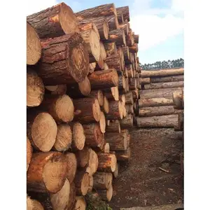Troncos de madera marrón de Brasil, troncos de haya