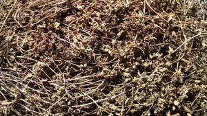 PRIX BON MARCHÉ DE L'HERBE NOIRE SÉCHÉE ET DES BÂTONS NOUVELLE CULTURE 2024 VIETNAM - Product Image 6