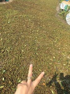 Anís Estrellado Vietnamita con Certificación ISO, Especias Secas AD, Hierbas Crudas Picantes a Bajo Precio, Contactar al Proveedor Sr. Henry +84 368591192 - Product Image 6