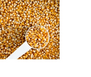 Harina de gluten de maíz amarillo seco de alta calidad para peces, perros, cerdos, ganado, caballos y comida en Alemania - Product Image 1