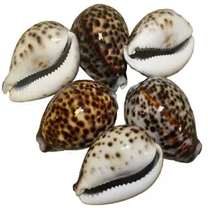 Tagliare le perle di conchiglia di ciprea conchiglie di mare ovali conchiglie da spiaggia per accessori per la creazione di gioielli artigianali fai da te 99GD