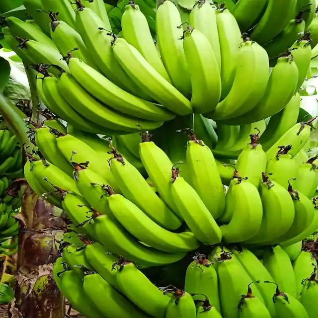 Cavendish G9 Groene Bananen Top Kwaliteit Biologische Fruit Export Kwaliteit 4,5,6, Handen Grote Maat Vlekkeloos Bananen