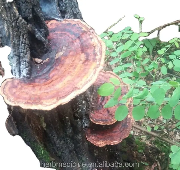 Natural raw Trametes robiniophila Murr mushroom dried whole part for health food