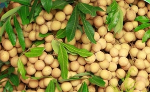 Longan glacé - Product Image 4
