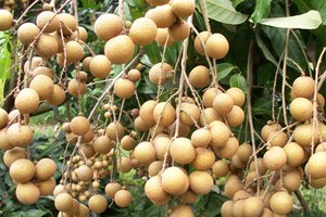 Meilleures ventes, longane de qualité supérieure - Product Image 6