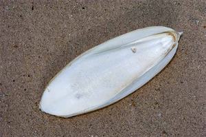 100% Natural Dried <b>Cuttlefish</b> Bone From Vietnam/ Vivian Ha +84 33 88 20 462 - Product Image 2