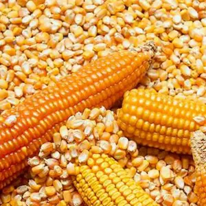 Maïs jaune séché de grade 2, sans OGM, adapté à la consommation humaine et à l'alimentation animale, origine: (Brésil, Argentine, États-Unis, Ukraine)