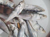POISSON SÉCHÉ SARDINE HARENG ANCHOVIE POISSONS SÉCHÉS WELLSUN À VENDRE - WHATSAP- 0084 989 322 607