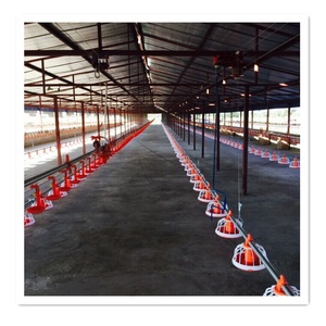 Gà Gà Thịt Trung Chuyển Động Vật - Product Image 2