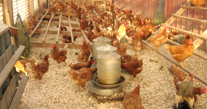 100% ORGANIC <b>SOYBEANS</b> RESIDUE for ANIMAL FEED - Product Image 5