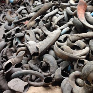 Cuerno de vaca sin pintar, producto decorativo, indio - Product Image 1