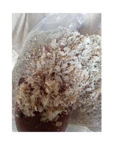 ขี้กบไม้/ขี้เลื่อยราคาดีสำหรับขาย - Product Image 1