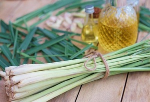 CITRONNELLE FRAÎCHE/CITRONNELLE CONGELÉE-QUALITÉ SUPÉRIEURE-LA CITRONNELLE AU MEILLEUR PRIX - Product Image 2