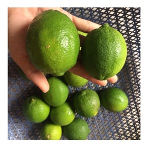 Lima fresca/limón fresco de Vietnam/limón verde/sin semillas - Product Image 1