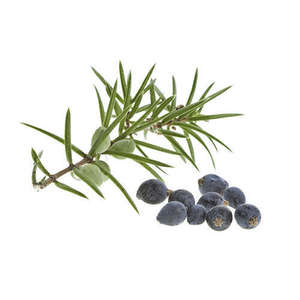 Huile essentielle de cade 100% pure et naturelle meilleure source exportée - Product Image 5